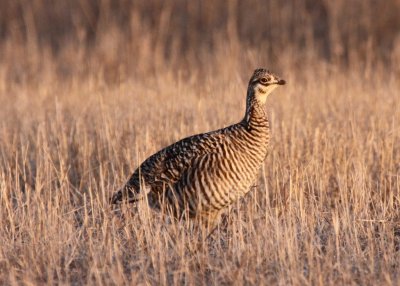 Greater Prairie Chicken