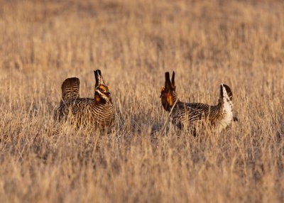 Greater Prairie Chicken