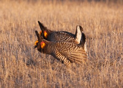 Greater Prairie Chicken