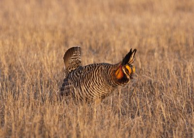 Greater Prairie Chicken