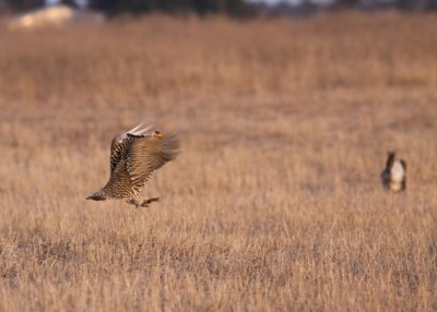 Greater Prairie Chicken