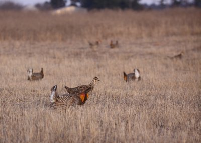 Greater Prairie Chicken