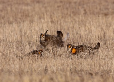 Greater Prairie Chicken