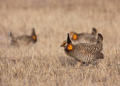 Greater Prairie Chicken