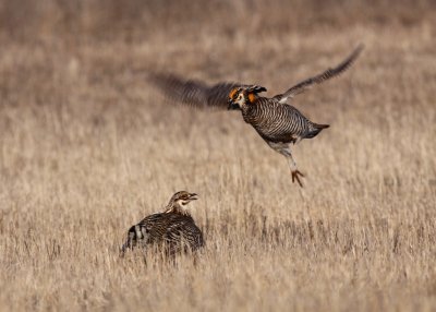 Greater Prairie Chicken