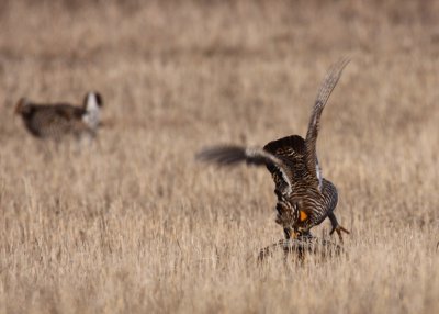 Greater Prairie Chicken