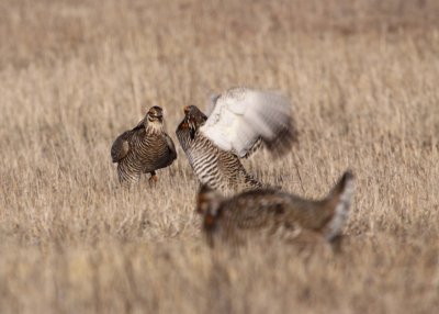 Greater Prairie Chicken