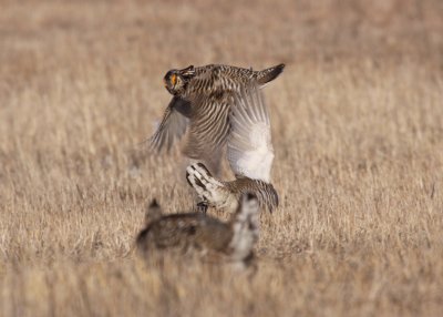 Greater Prairie Chicken