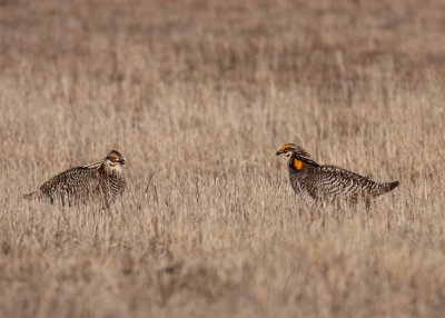 Greater Prairie Chicken