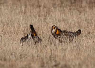 Greater Prairie Chicken
