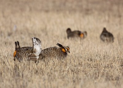 Greater Prairie Chicken