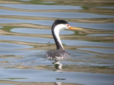 Clark's Grebe