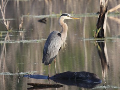 Great Blue Heron