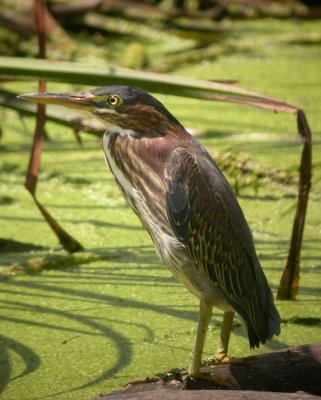 Green Heron