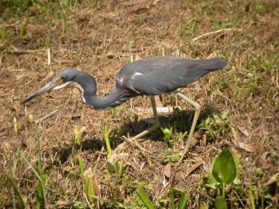 Tricolored Heron