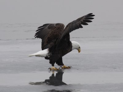 Bald Eagle