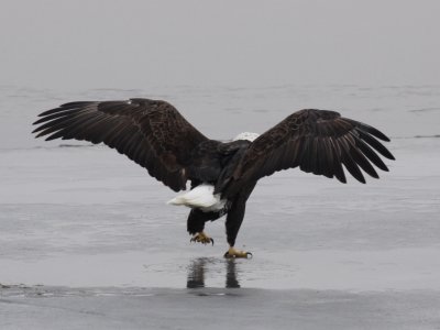 Bald Eagle