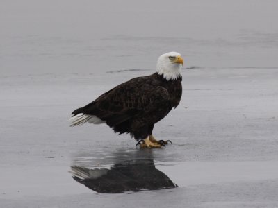 Bald Eagle