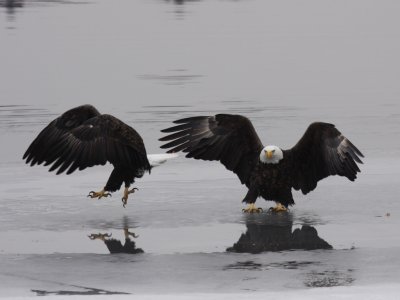 Bald Eagle