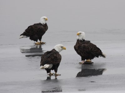 Bald Eagle