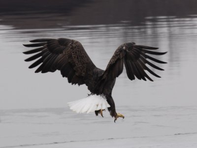 Bald Eagle