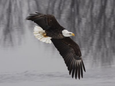 Bald Eagle