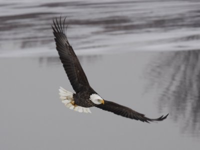 Bald Eagle