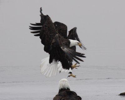 Bald Eagle
