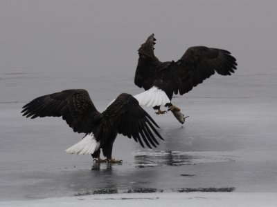 Bald Eagle