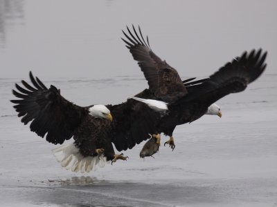 Bald Eagle