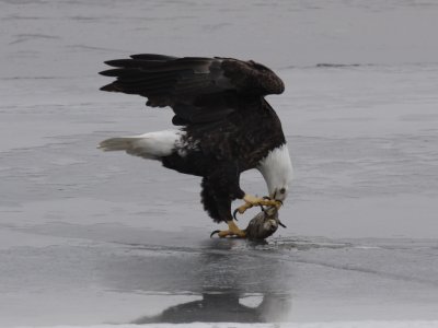 Bald Eagle