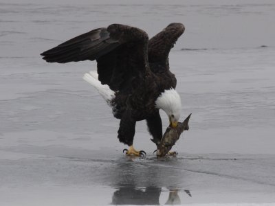 Bald Eagle
