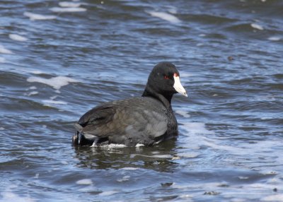 American Coot