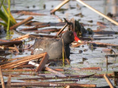 Common Moorhen