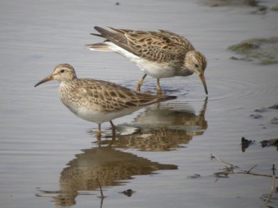 Pectoral Sandpiper