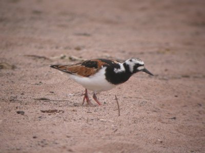 Ruddy Turnstone