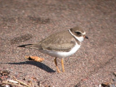 Semi-Palmated Plover