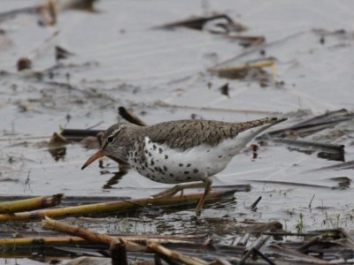 Spotted Sandpiper