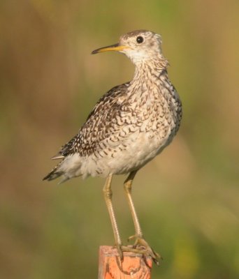 Upland Sandpiper