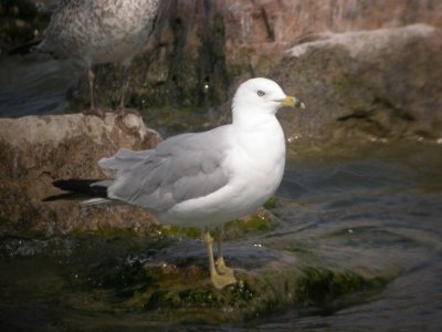 Ring-billed Gull (Adult)