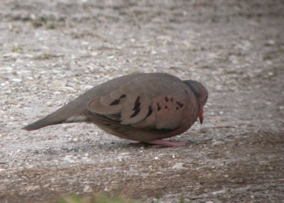 Common Ground Dove