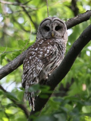 Barred Owl