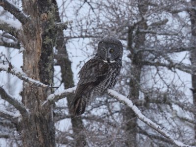 Great Grey Owl