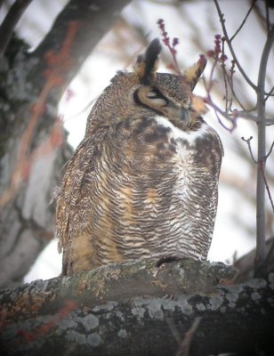 Great Horned Owl