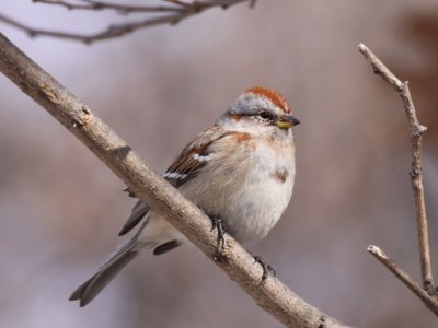 American Tree Sparrow