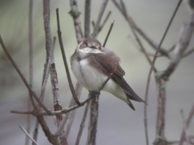 Bank Swallow