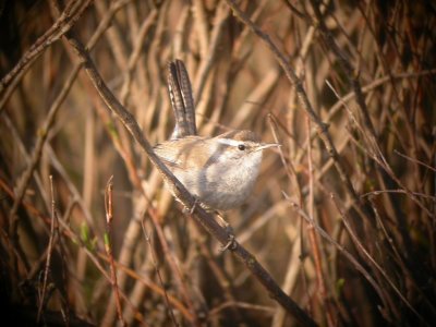 Bewick's Wren