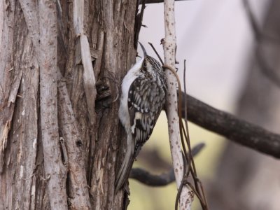 Brown Creeper