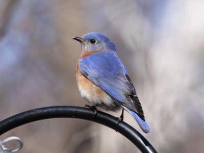 Eastern Bluebird