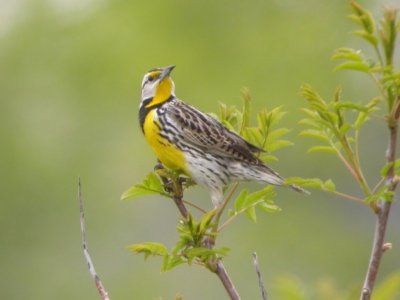 Eastern Meadowlark